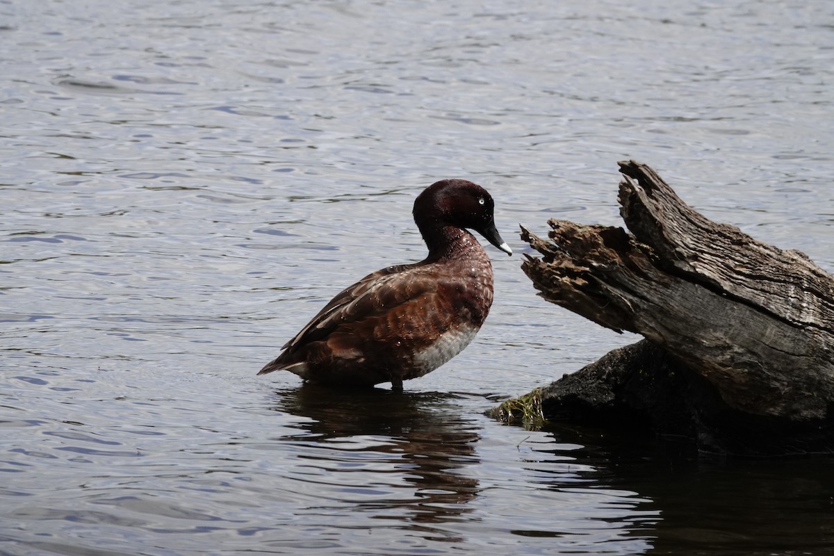 Hardhead - ML646643852