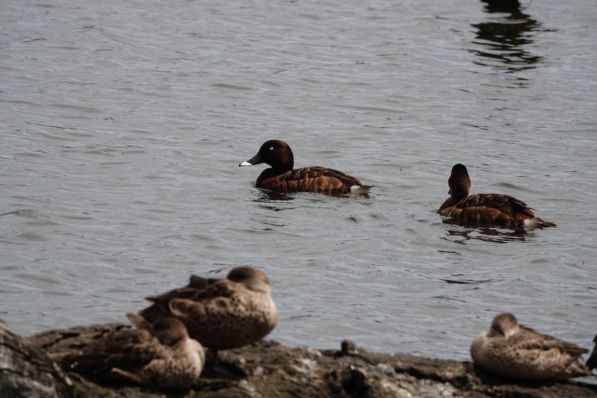 Hardhead - ML646643853