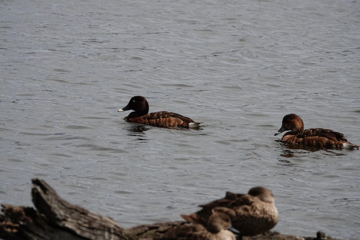 Hardhead - ML646643854