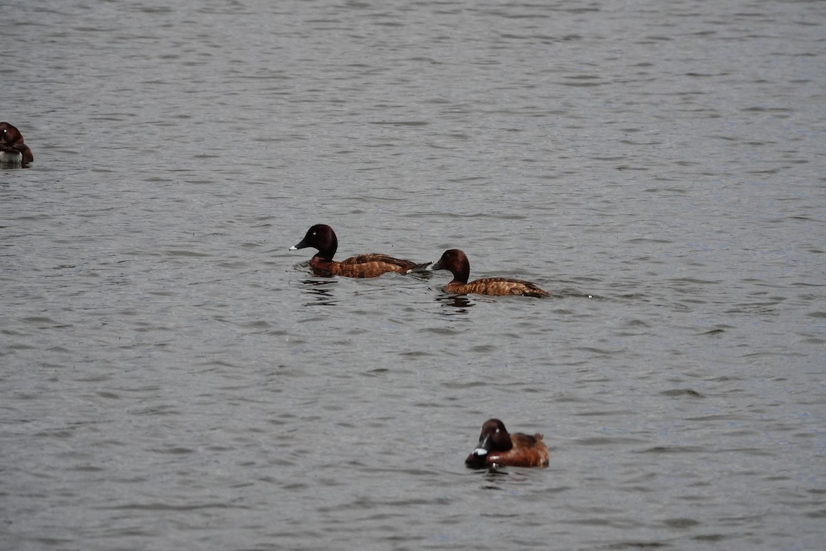 Hardhead - ML646643855