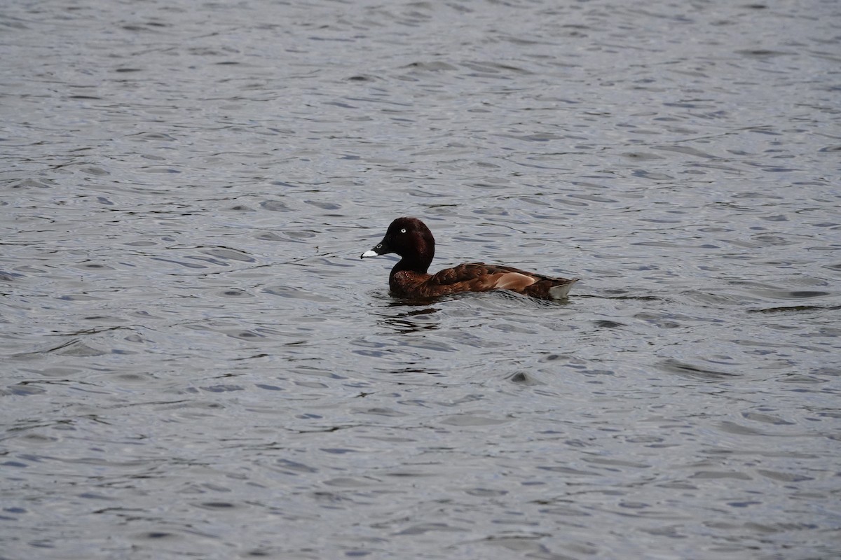 Hardhead - ML646643856