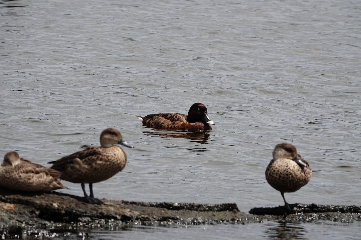 Hardhead - ML646643857