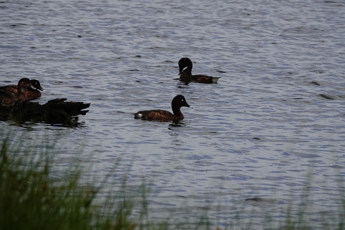 Hardhead - ML646643858