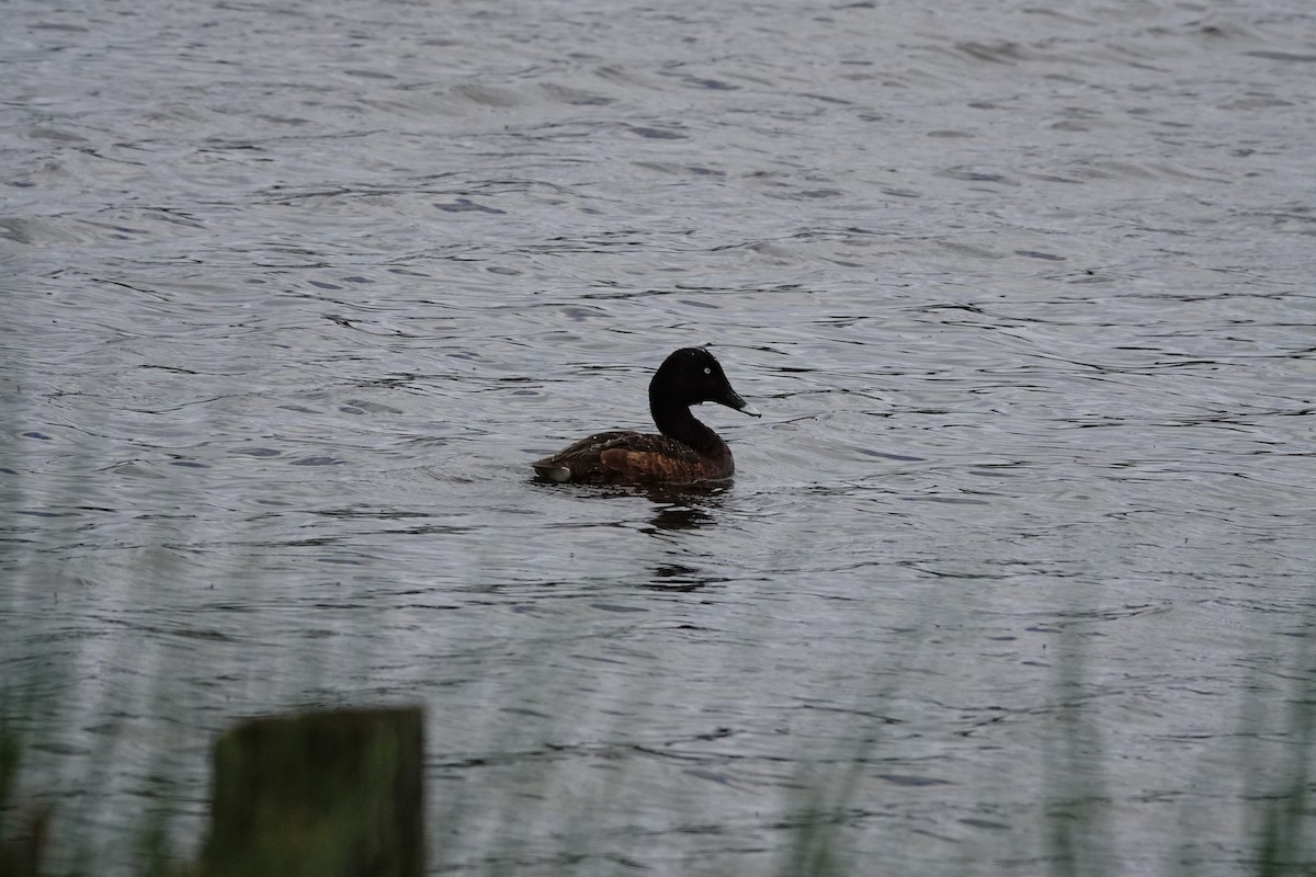 Hardhead - ML646643859