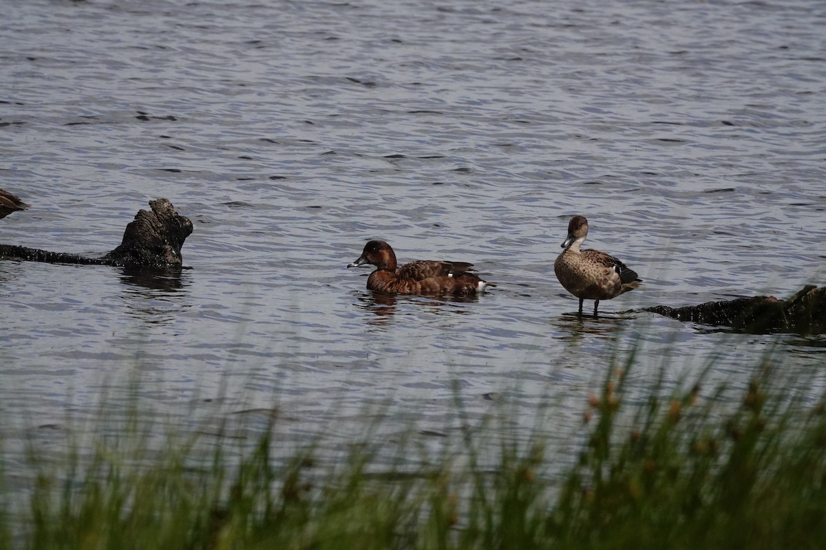 Hardhead - ML646643860