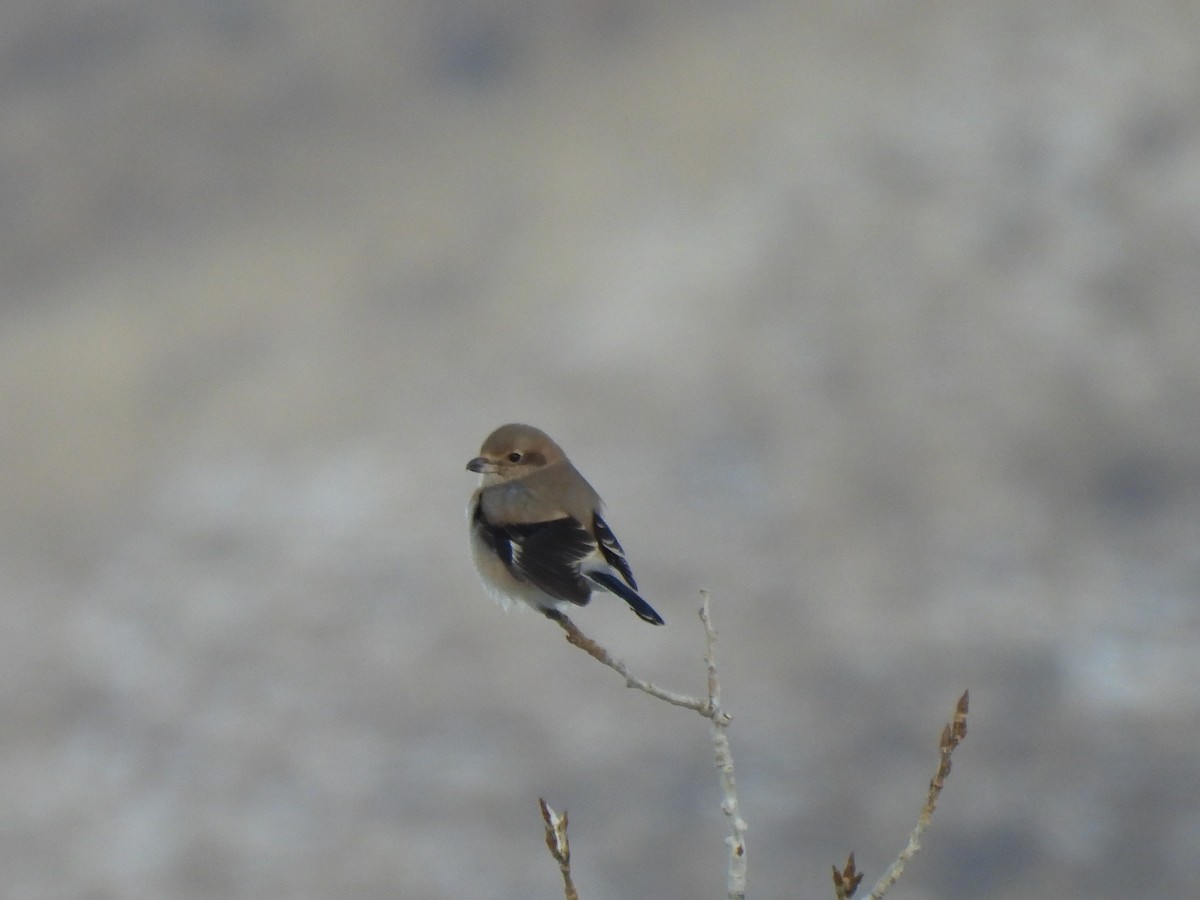 Northern Shrike - ML646643862