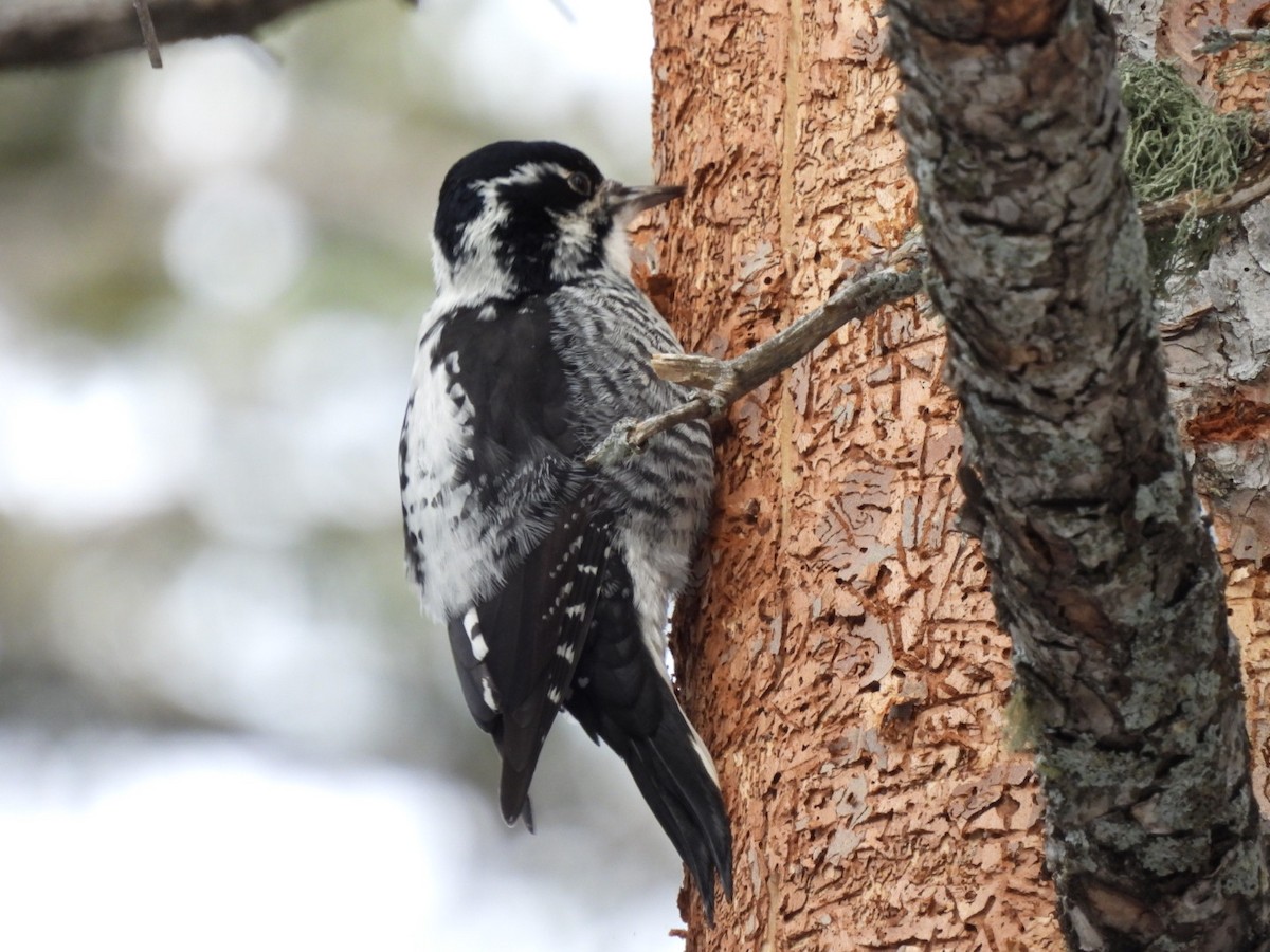 American Three-toed Woodpecker (Rocky Mts.) - ML646643863