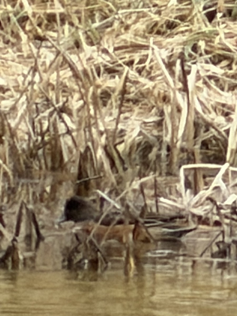 American Wigeon - ML646643864