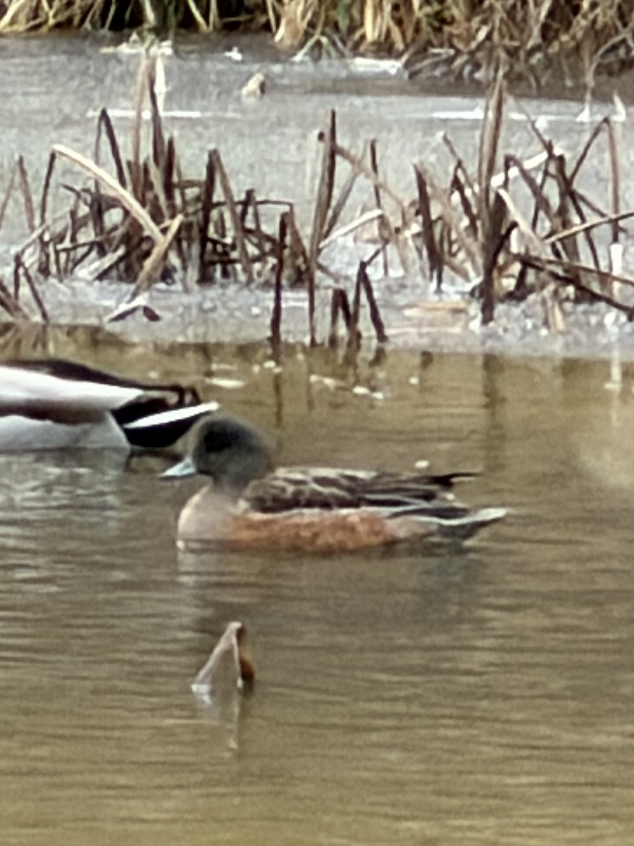 American Wigeon - ML646643865