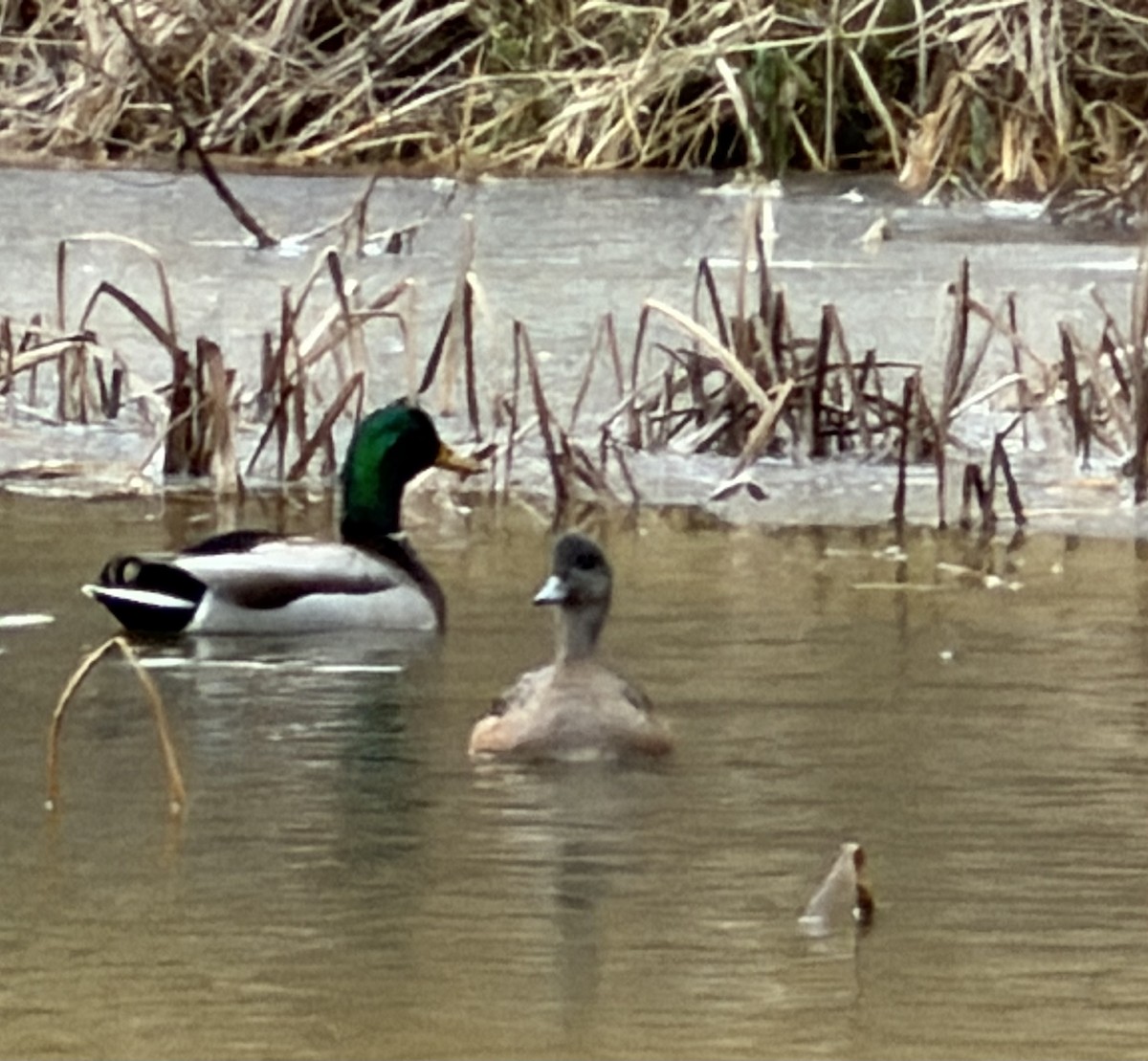 American Wigeon - ML646643866
