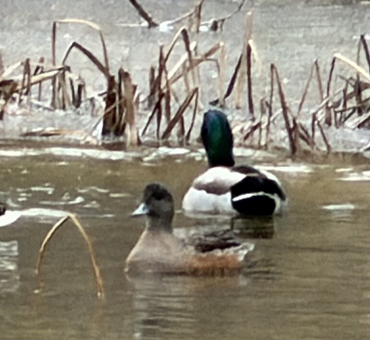 American Wigeon - ML646643867