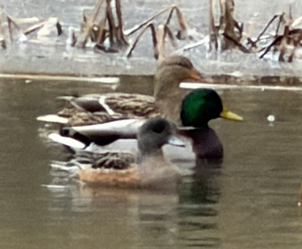 American Wigeon - ML646643868