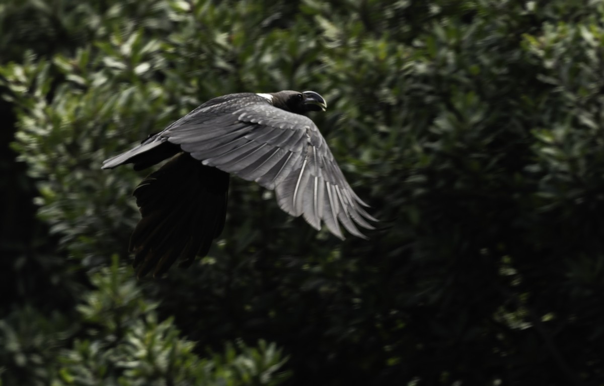 White-necked Raven - ML646643869