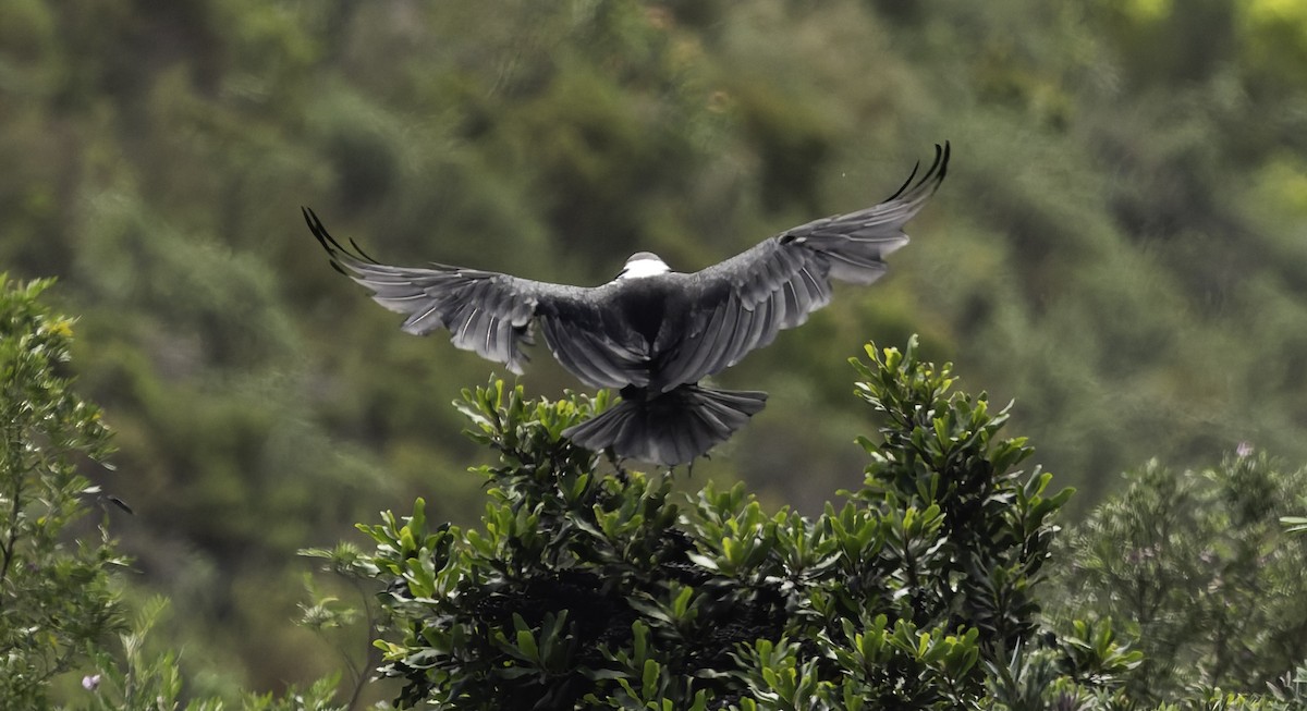White-necked Raven - ML646643870