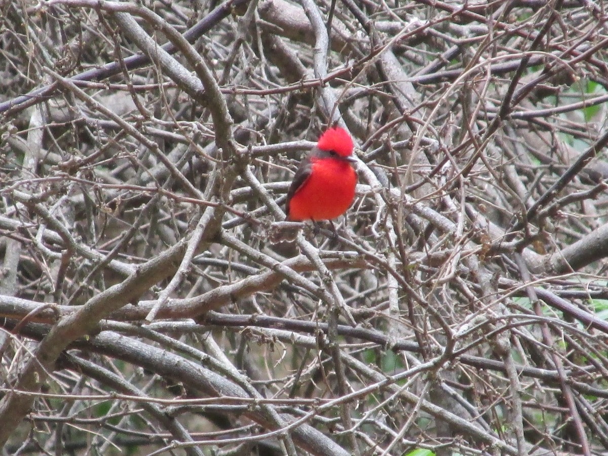 Vermilion Flycatcher - ML646643871
