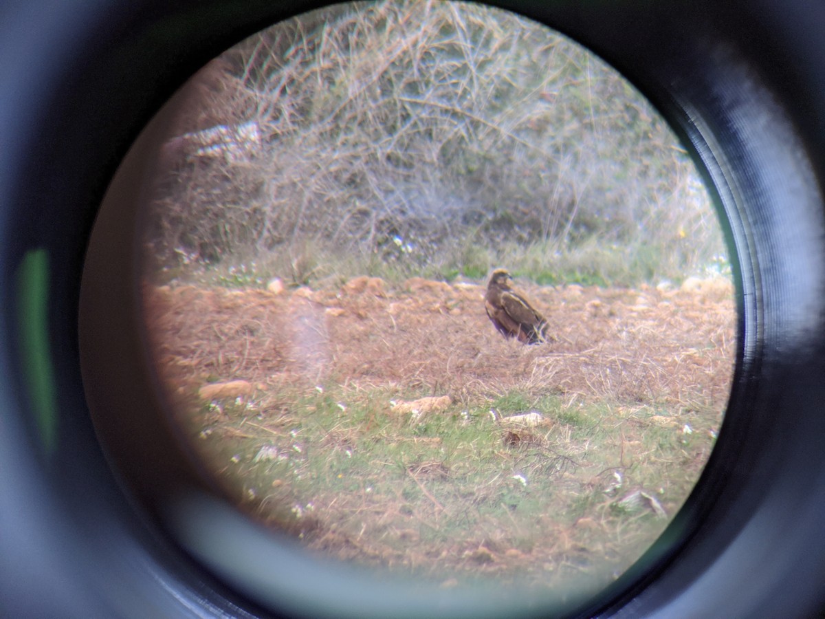 Western Marsh Harrier - ML646643872