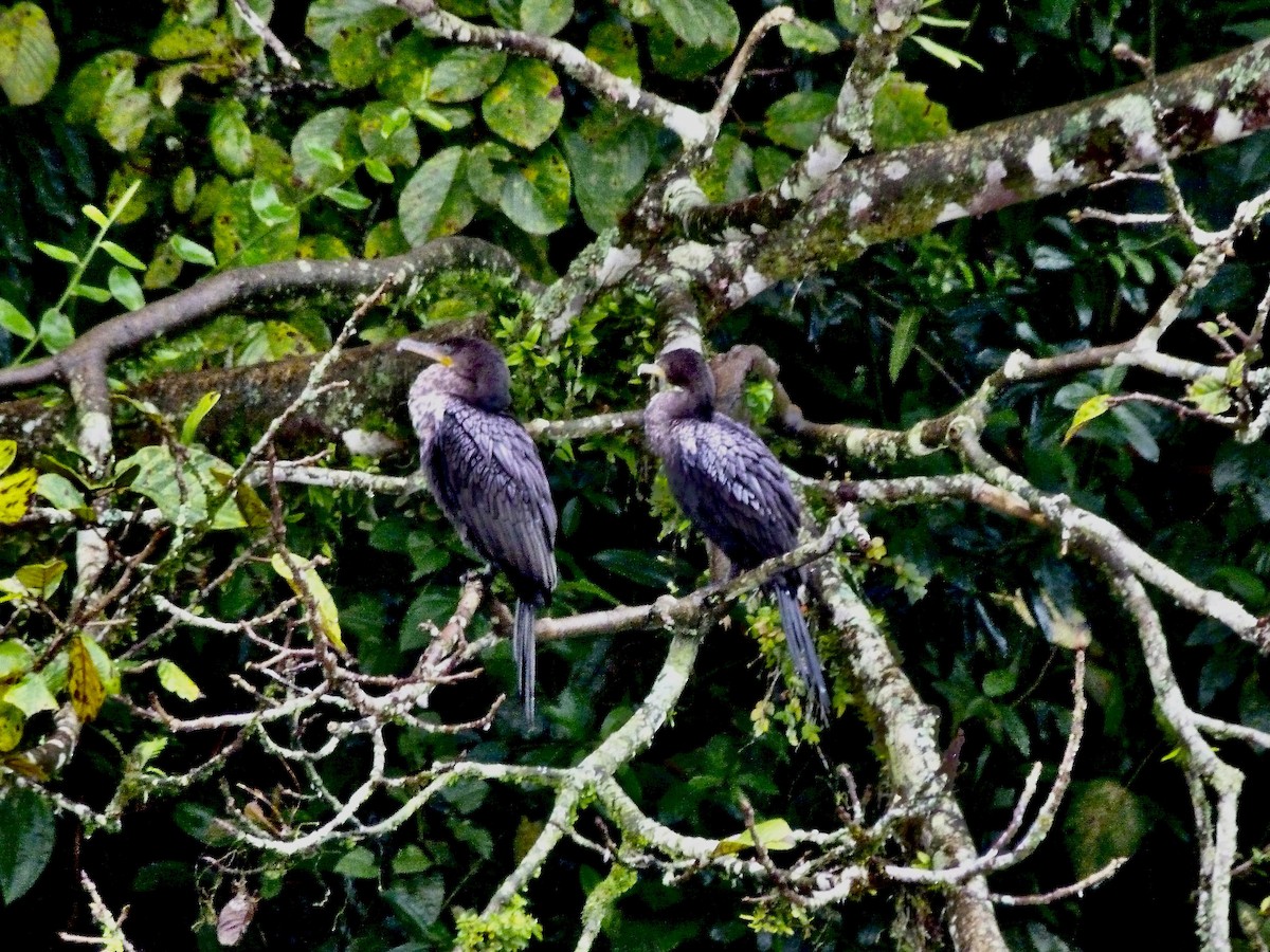 Humboldtscharbe - ML646643874