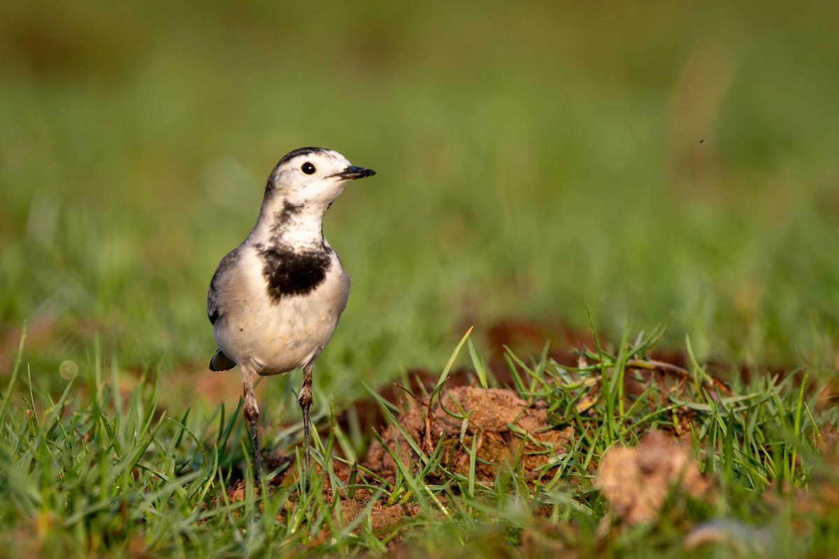 Bergeronnette grise - ML646643876