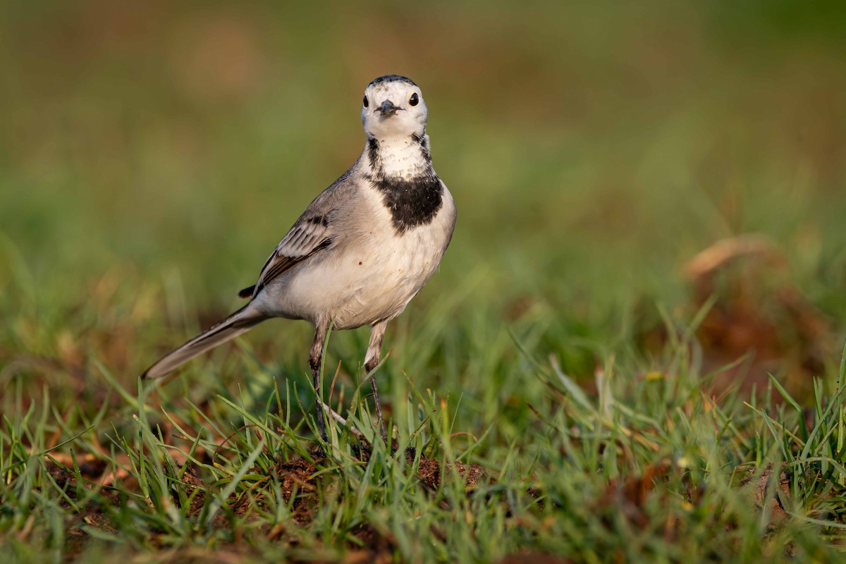 Bergeronnette grise - ML646643881