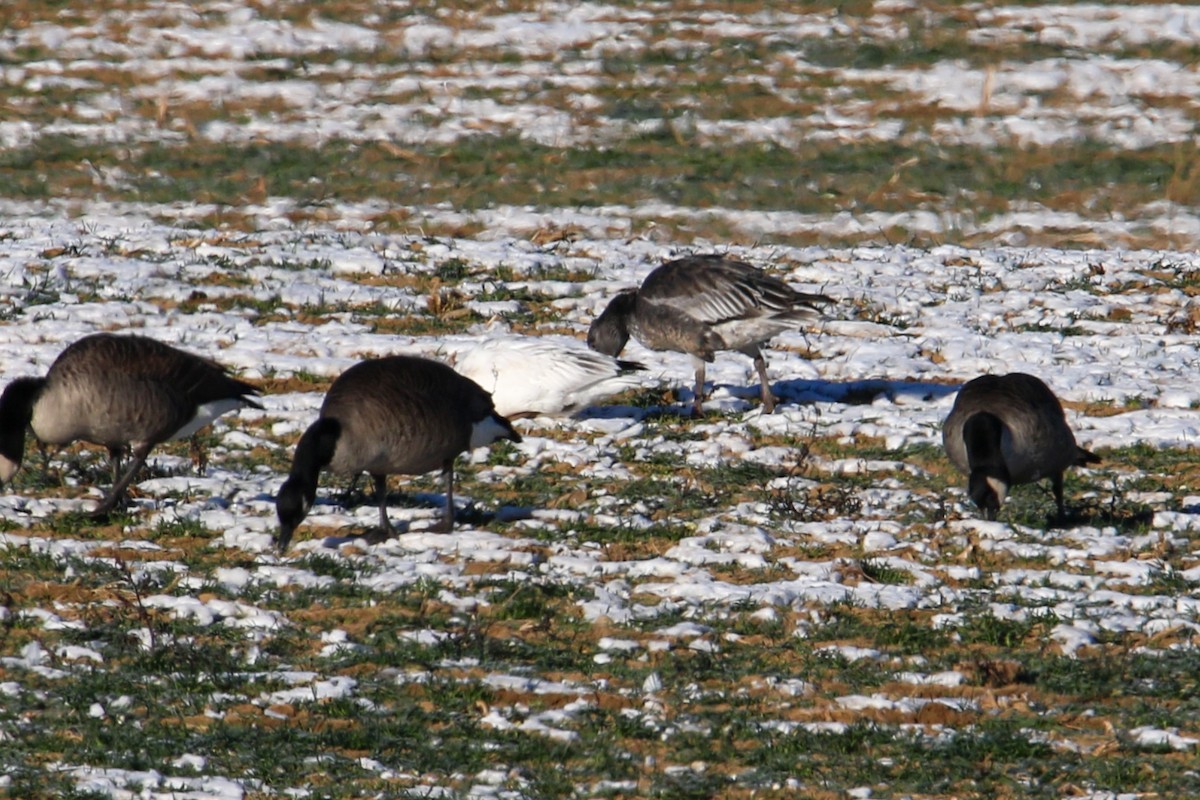 goose sp. - ML646643884