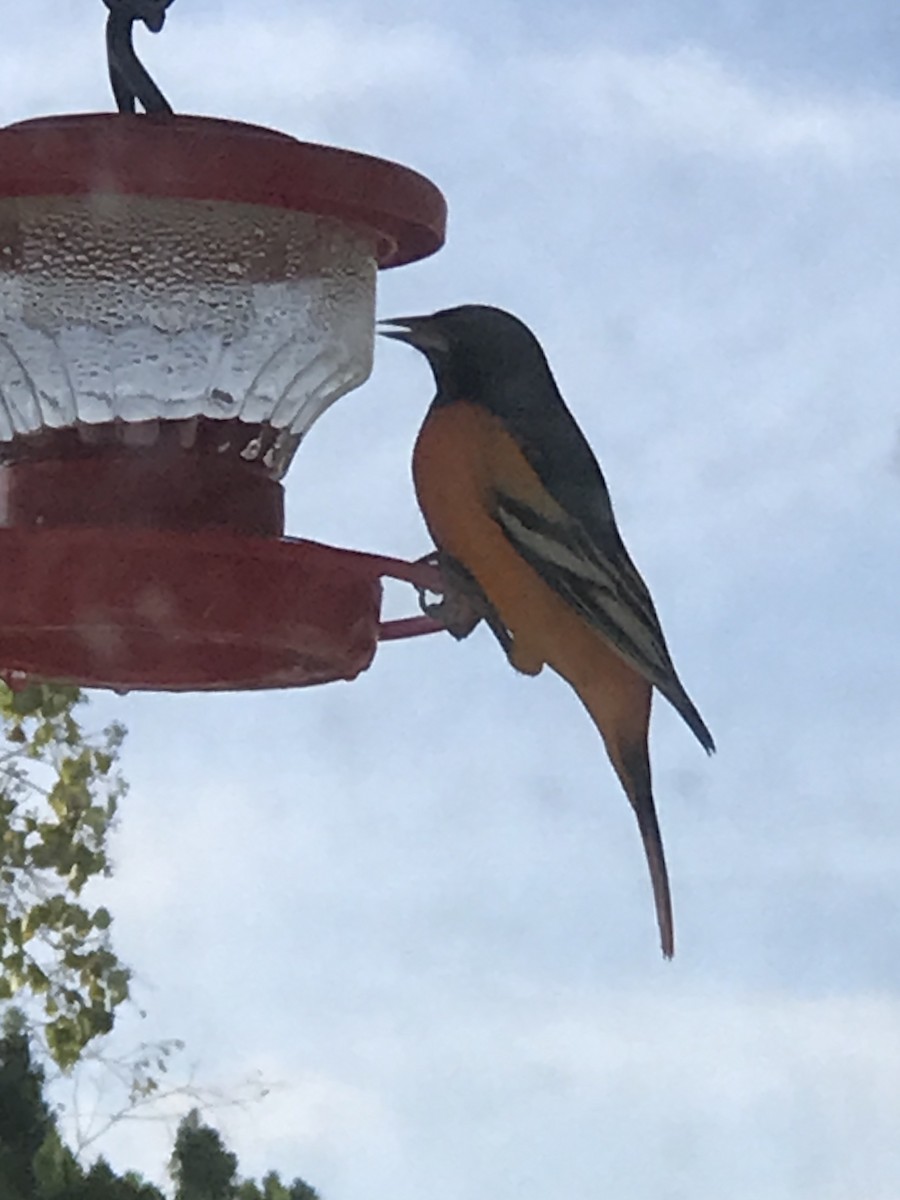 Baltimore Oriole - ML646643885