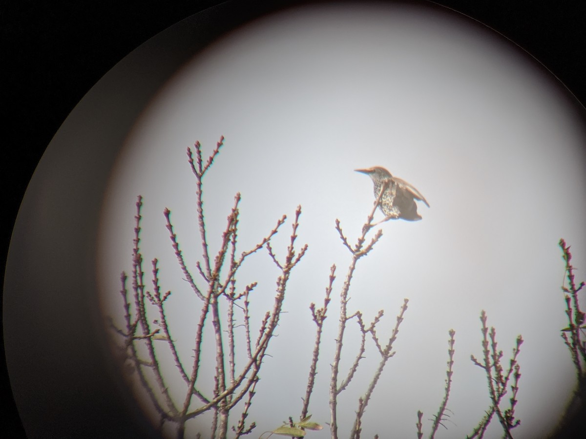 European Starling - ML646643891