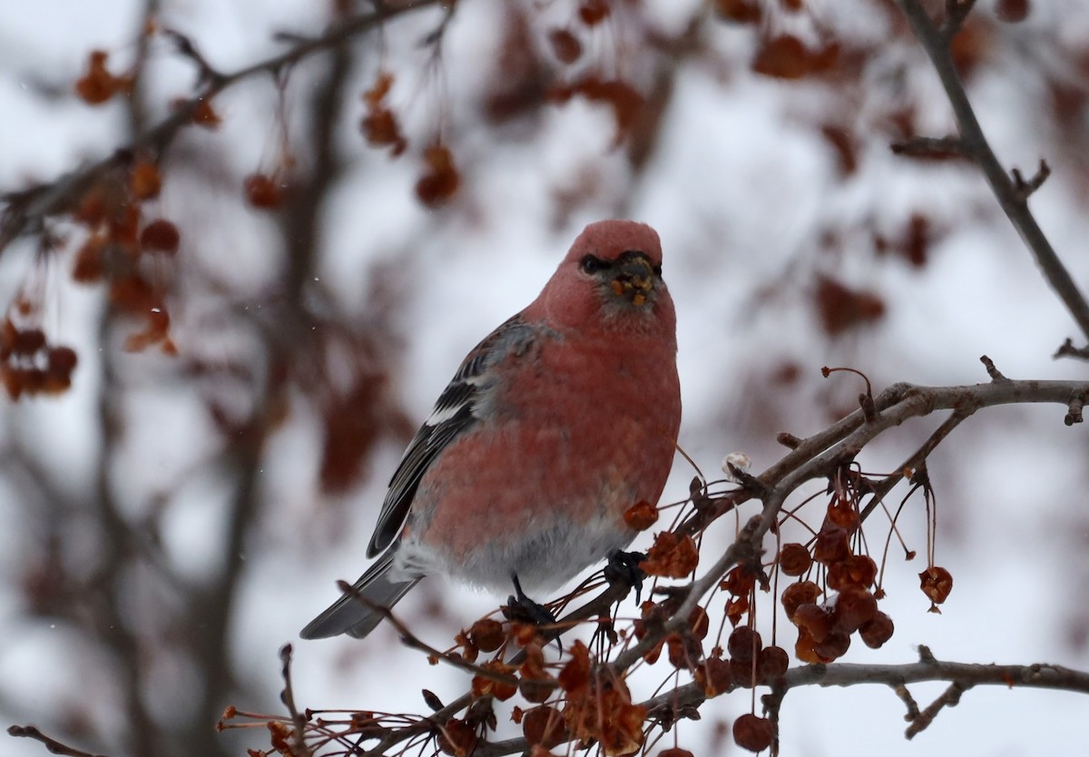 Щур - ML646643892