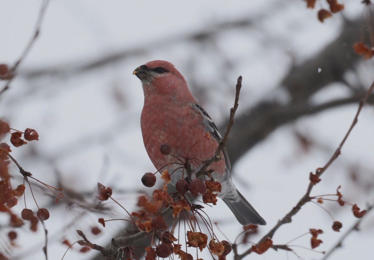 Щур - ML646643893