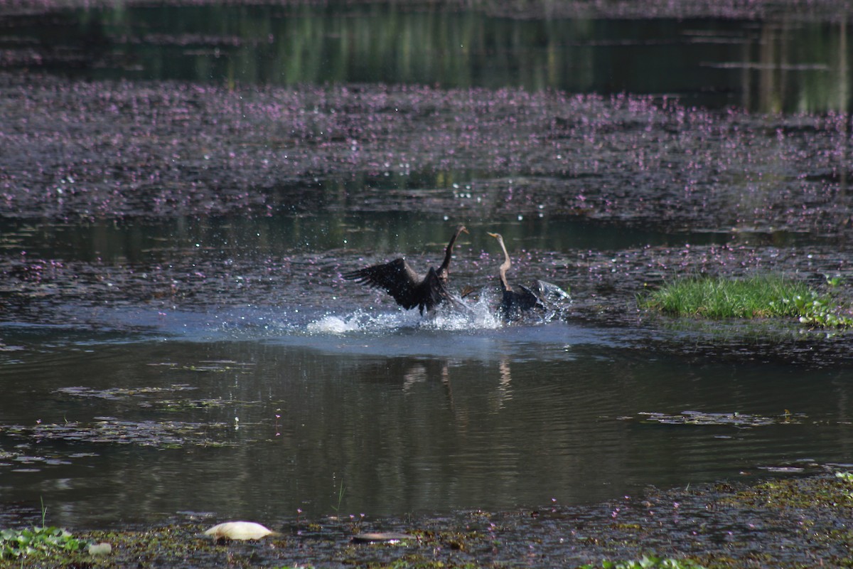 orientslangehals - ML646643897