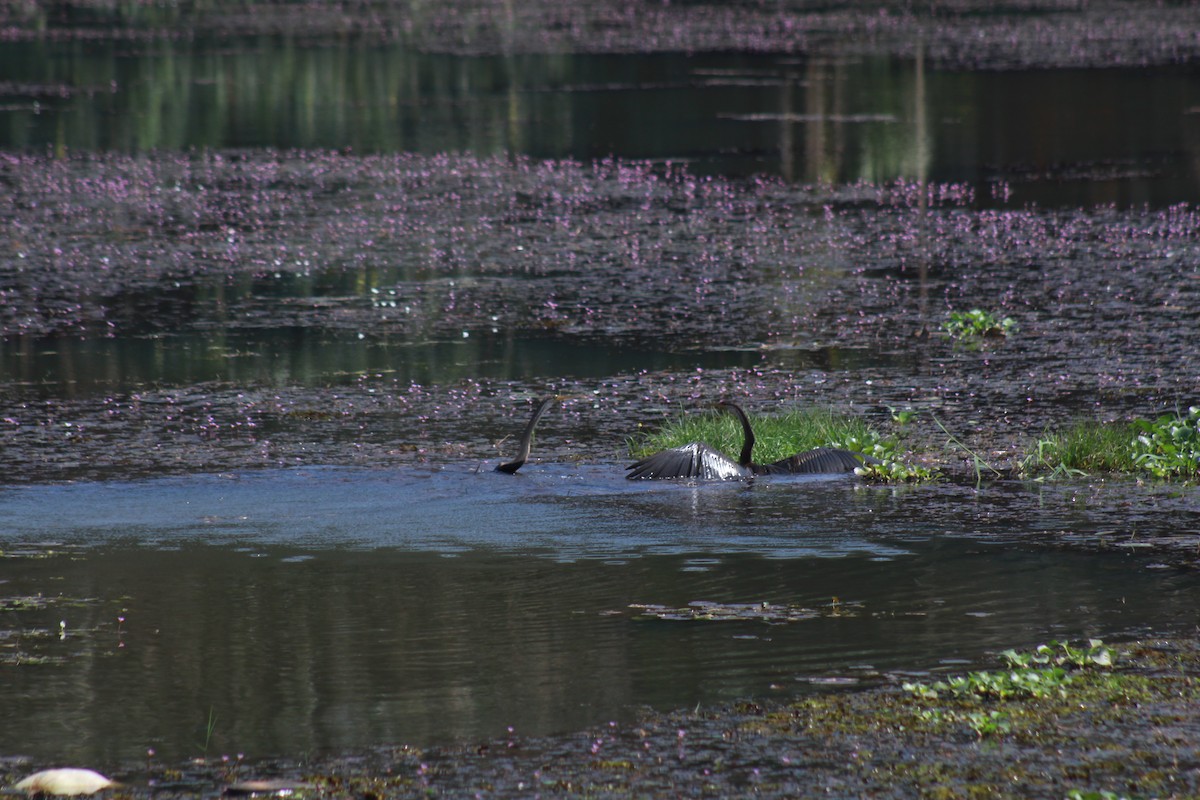 orientslangehals - ML646643898