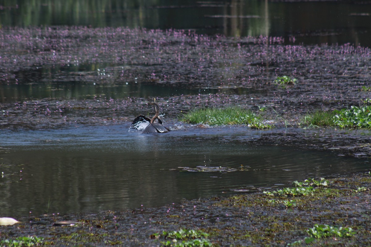 orientslangehals - ML646643899