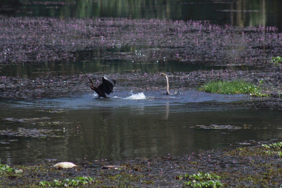 orientslangehals - ML646643900