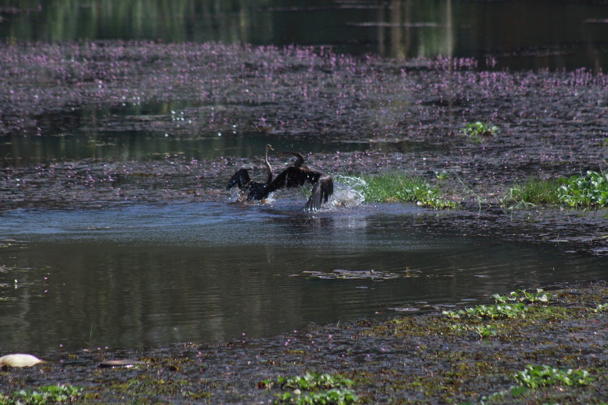 orientslangehals - ML646643901