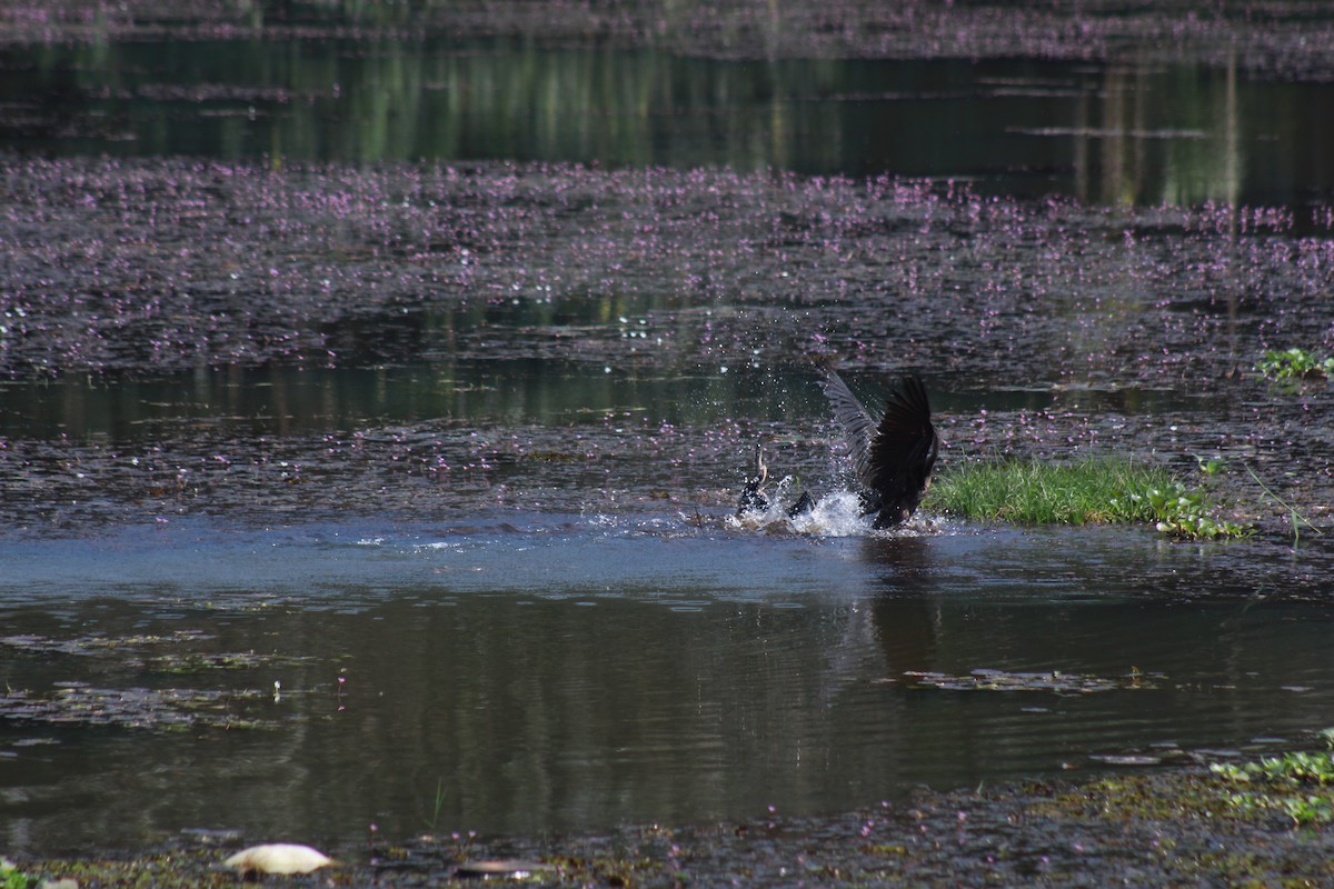 orientslangehals - ML646643902