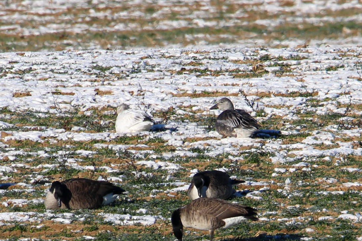 goose sp. - ML646643903