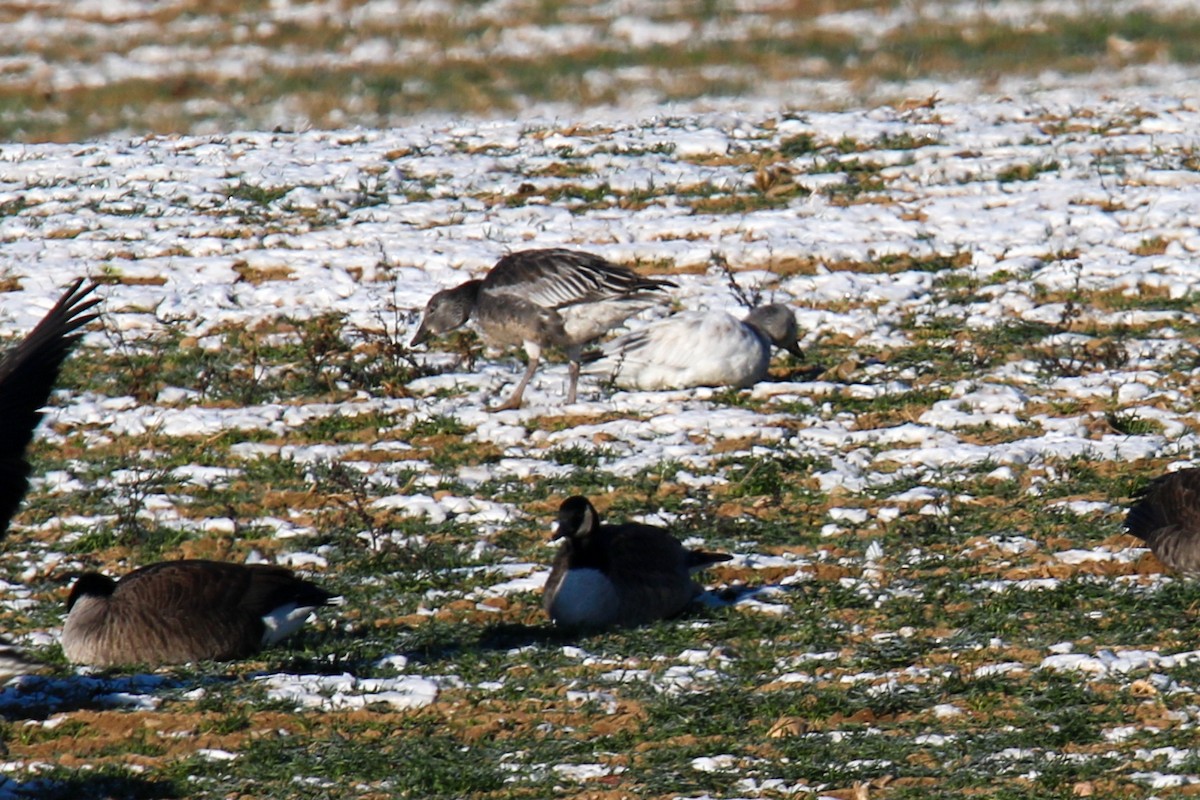 goose sp. - ML646643904