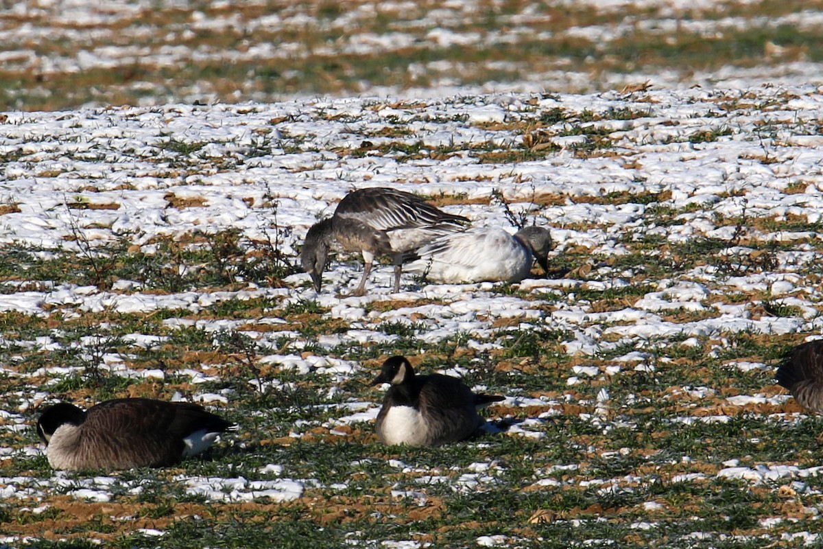 Snow Goose - ML646643911
