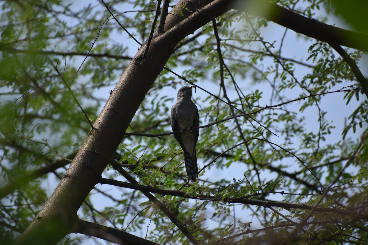 kukačka šedobřichá - ML646643912