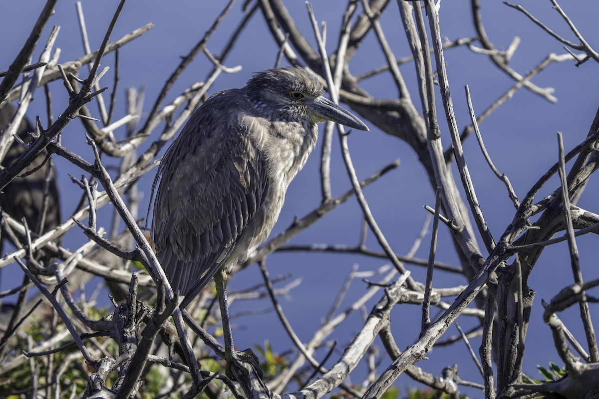 kvakoš žlutočelý - ML646643915