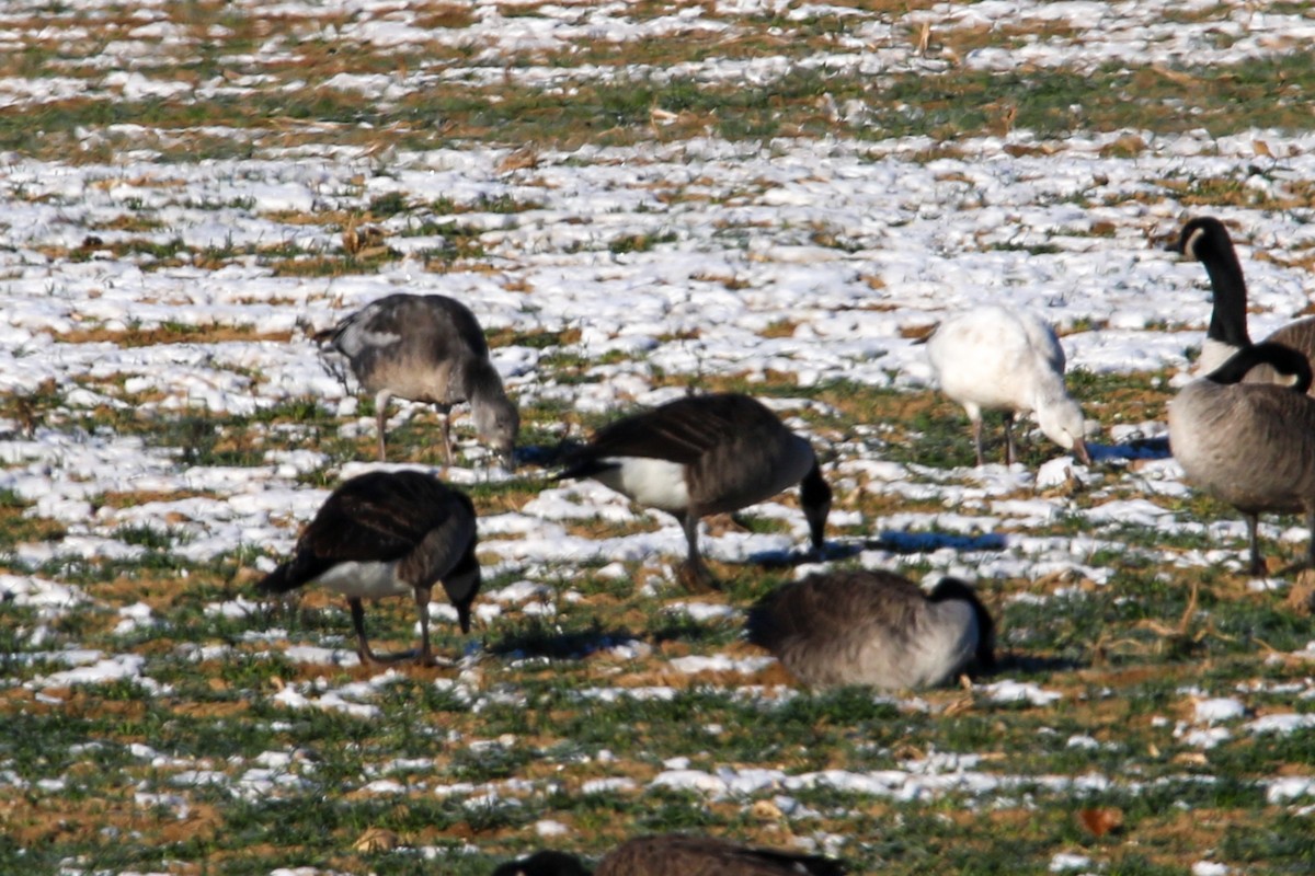 Snow Goose - ML646643916