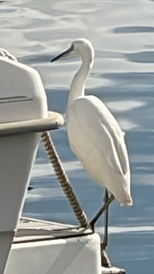 Little Egret - ML646643920