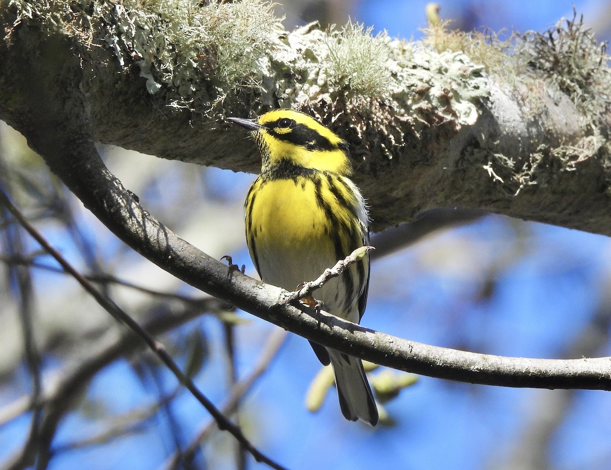 Townsend's Warbler - ML646643922