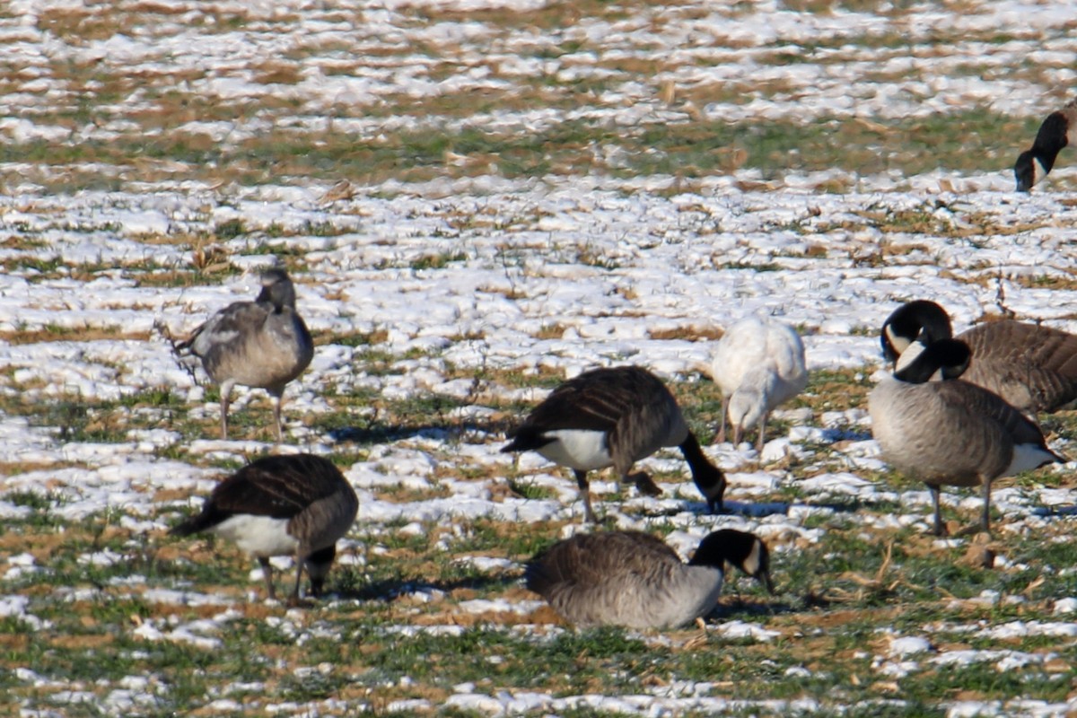 Snow Goose - ML646643925