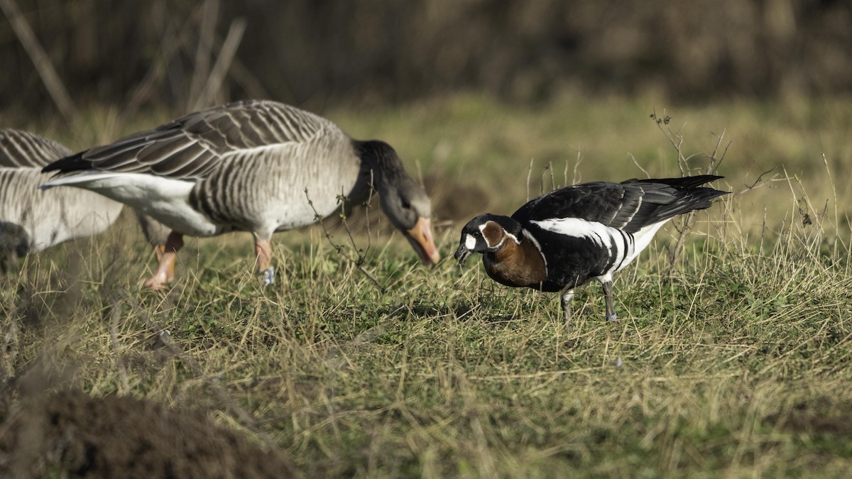 Bernache à cou roux - ML646643926