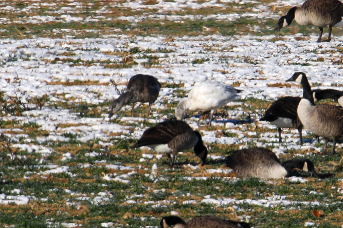 Snow Goose - ML646643927