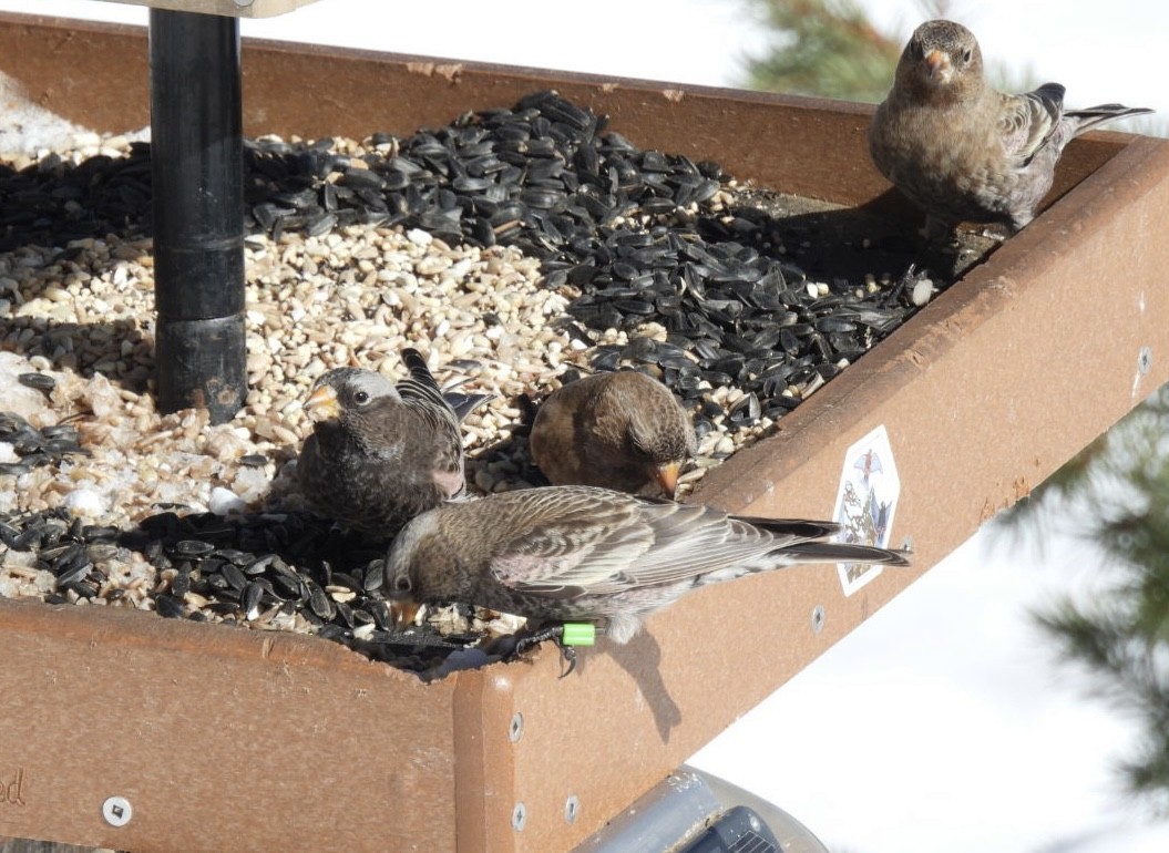 grånakkefjellfink - ML646643928