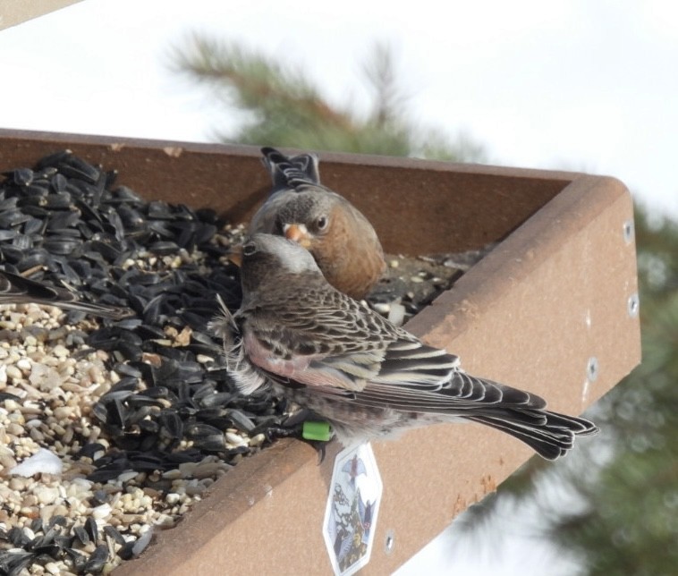 grånakkefjellfink - ML646643929