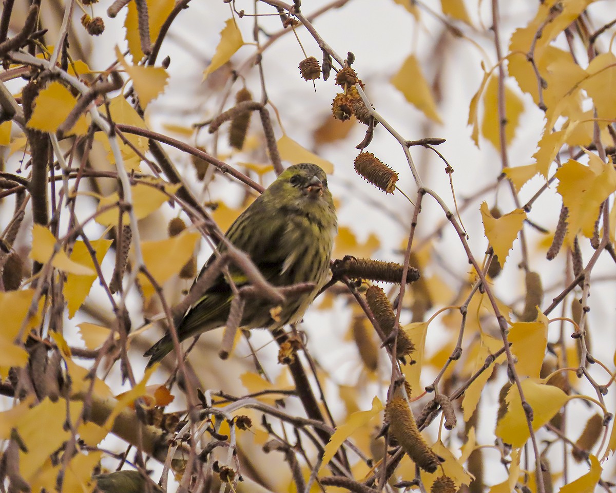 čížek lesní - ML646643965