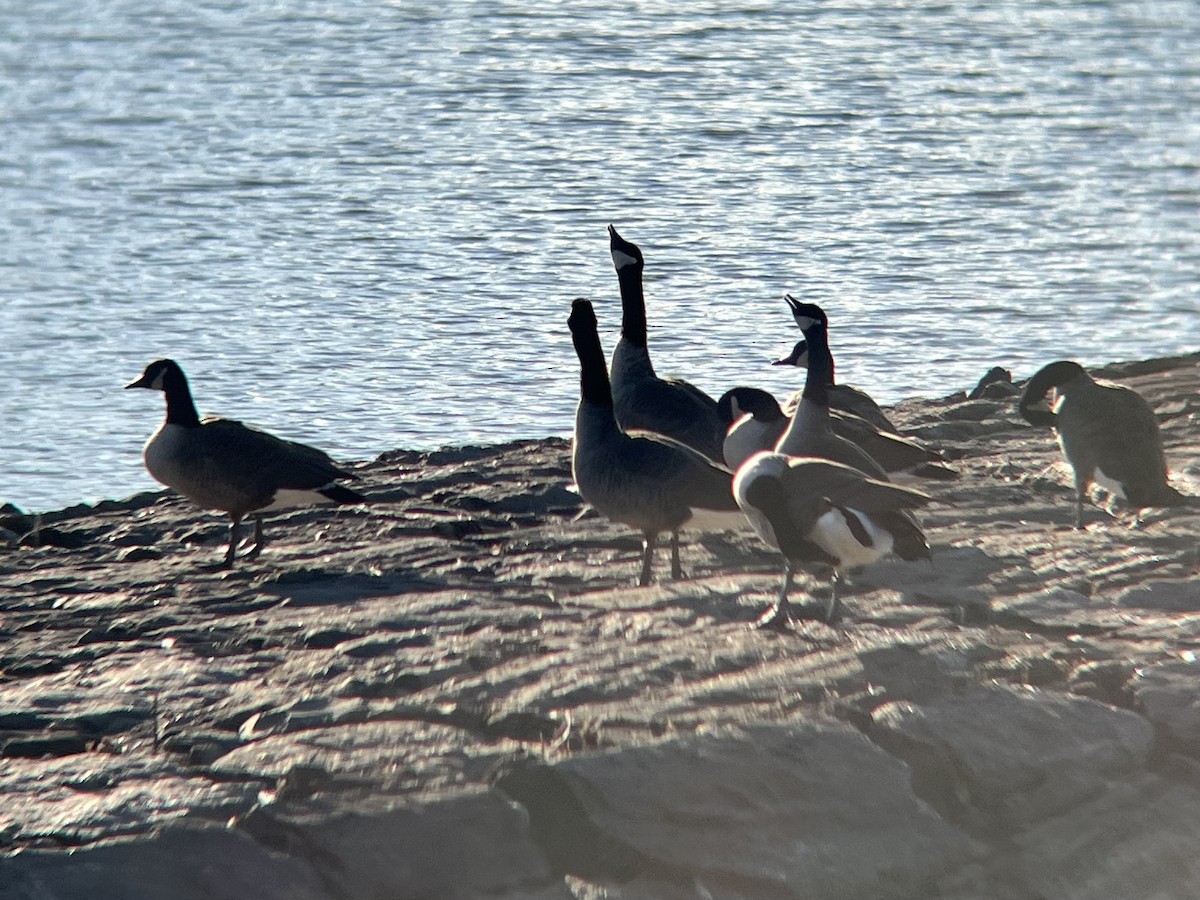 Barnacla Canadiense Grande - ML646643969