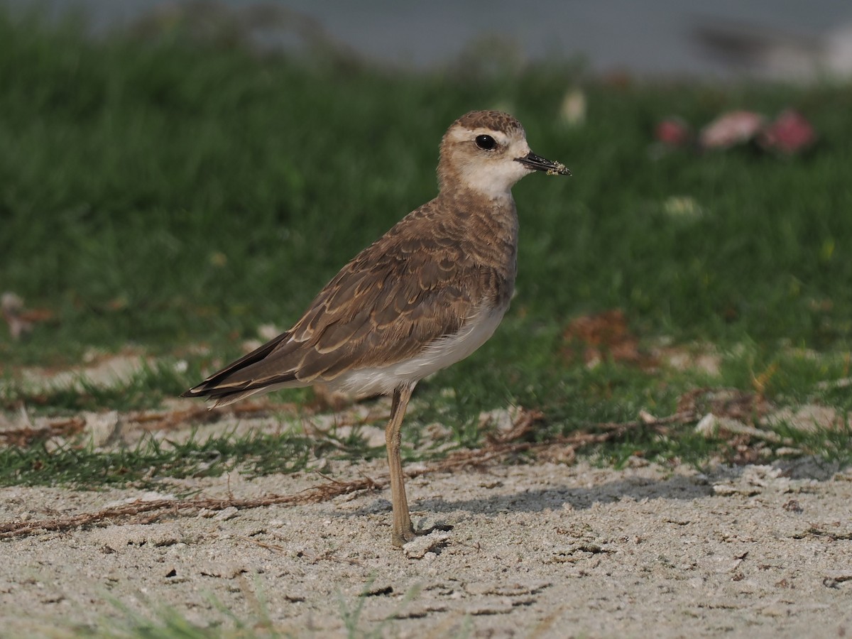 Pluvier asiatique - ML646643972